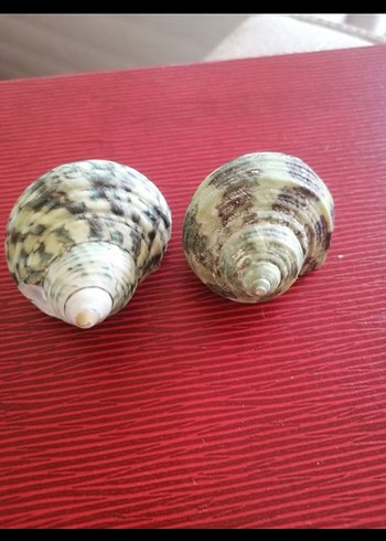 Beden kırmızı Renk Renkli Kabuk doğal deniz kabuğu