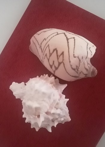 Beden camel Renk Beyaz Pastel Renkli Deniz Kabukları