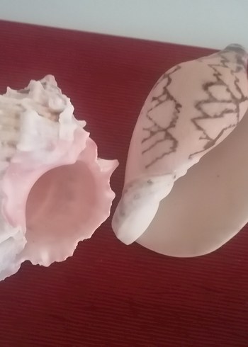 Diğer Beyaz Pastel Renkli Deniz Kabukları