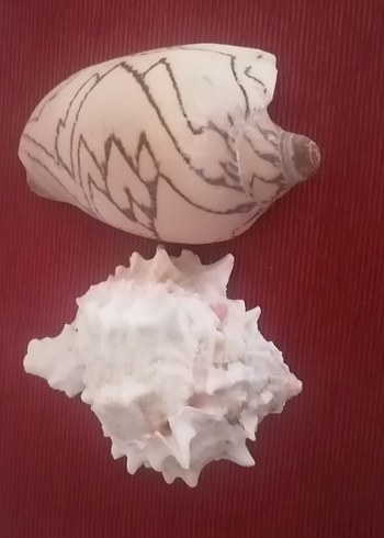 Beden Beyaz Pastel Renkli Deniz Kabukları