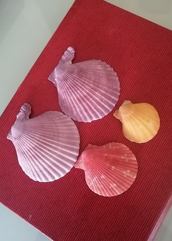 Diğer Deniz kabukları