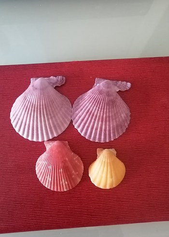 Beden Deniz kabukları