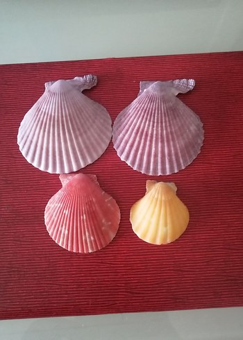 Deniz kabukları