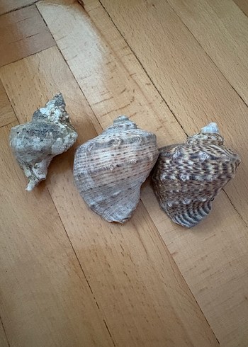Bohem Tarzı Doğal Deniz Kabukları - Görsel 10