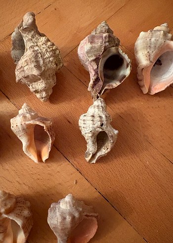 Bohem Tarzı Doğal Deniz Kabukları - Görsel 3