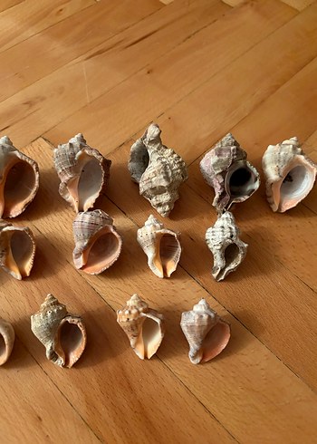 Bohem Tarzı Doğal Deniz Kabukları - Görsel 4