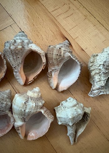 Bohem Tarzı Doğal Deniz Kabukları - Görsel 7