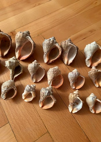 Bohem Tarzı Doğal Deniz Kabukları - Görsel 5