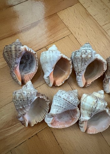 Bohem Tarzı Doğal Deniz Kabukları - Görsel 8