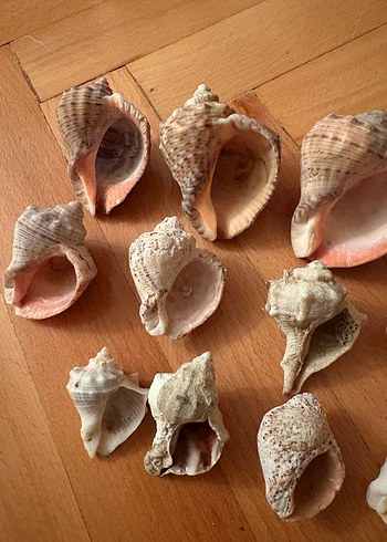 Bohem Tarzı Doğal Deniz Kabukları - Görsel 6