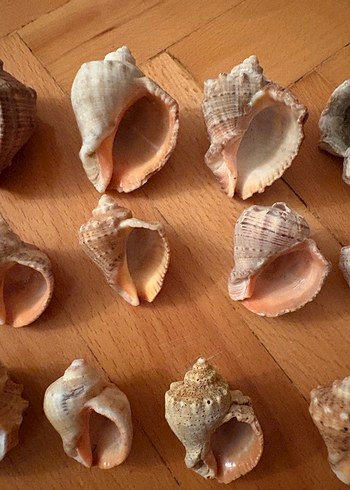 Bohem Tarzı Doğal Deniz Kabukları - Görsel 2