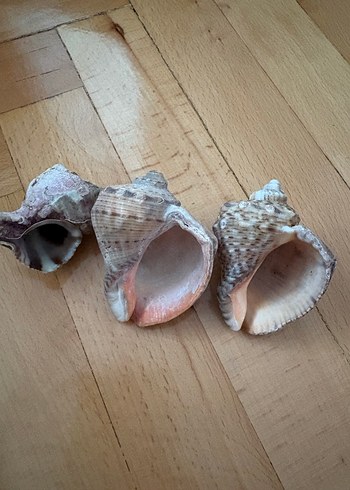 Bohem Tarzı Doğal Deniz Kabukları - Görsel 9