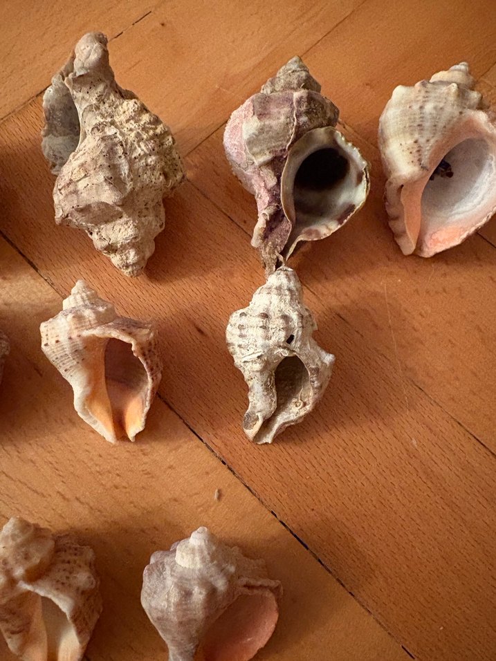 Bohem Tarzı Doğal Deniz Kabukları - Görsel 3
