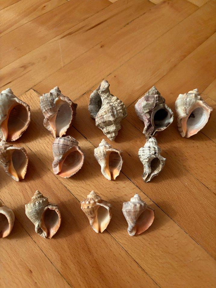 Bohem Tarzı Doğal Deniz Kabukları - Görsel 4