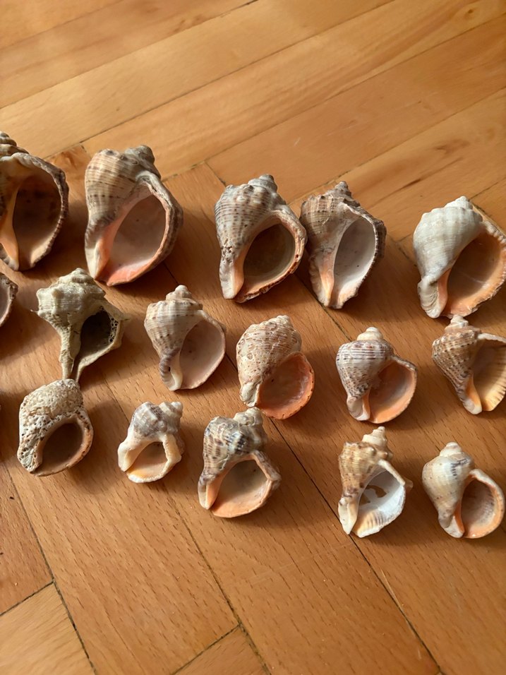 Bohem Tarzı Doğal Deniz Kabukları - Görsel 5