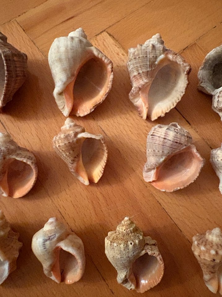 Bohem Tarzı Doğal Deniz Kabukları - Görsel 2