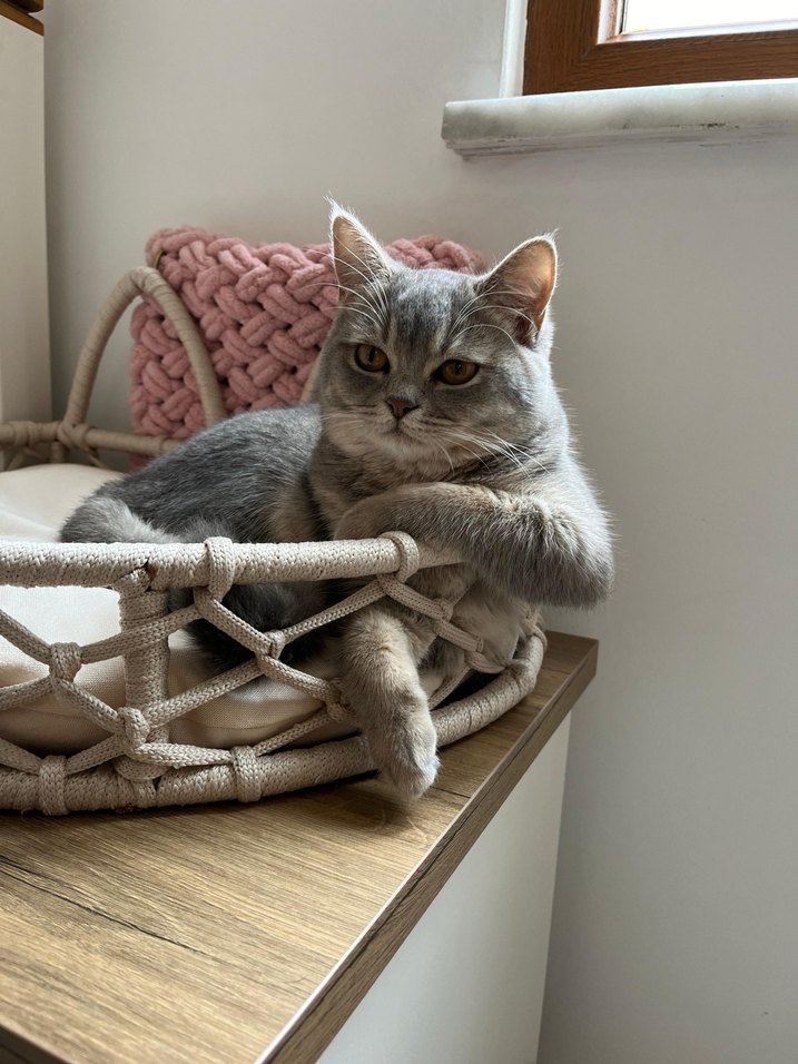 Bej Renkli kalorifer askılı kedi yatağı - Görsel 4