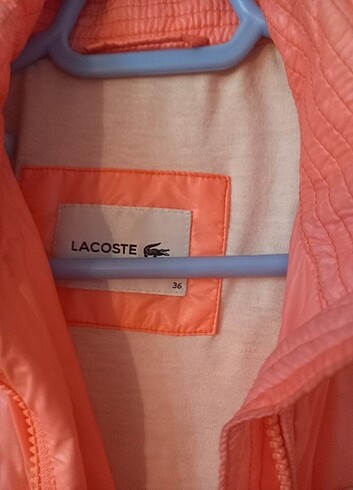 36 Beden Lacoste