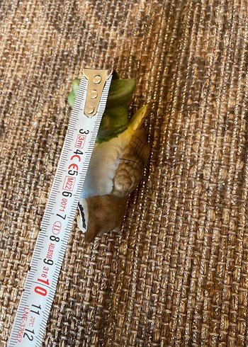 Gri Baykuş Figürin biblo - Görsel 4