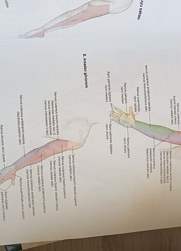  Beden Anatomik atlası 