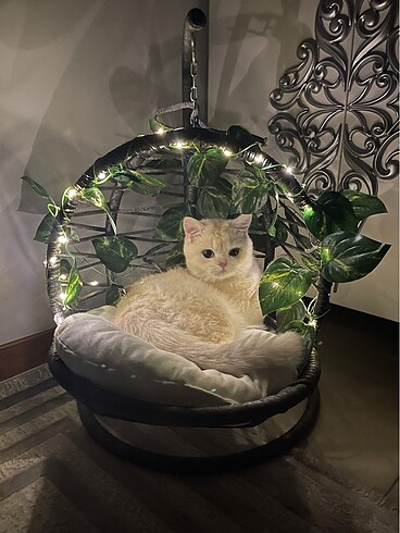 Kedi hamağı salıncağı