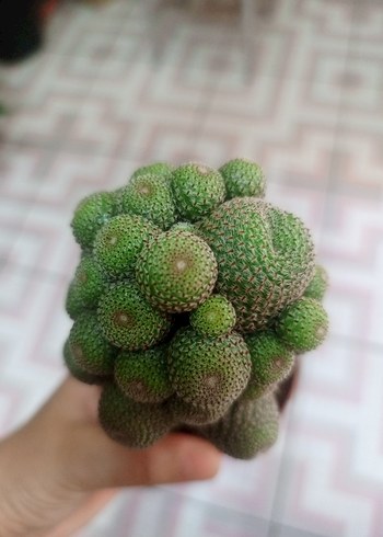 Ikea Aşı kaktüs,Rebutia,Heliosa