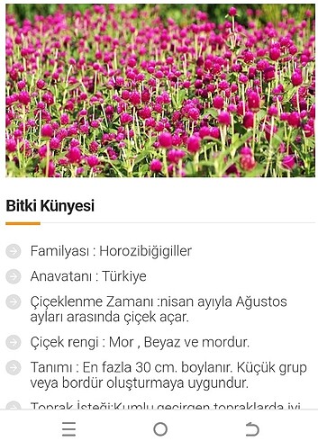 HANIM DÜĞMESİ, MEDİNE DÜĞMESİ ÇİÇEK TOHUM