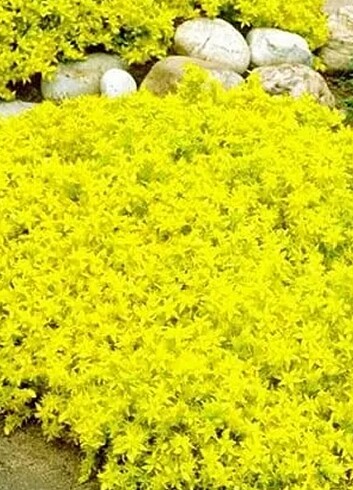 SARI SEDUM DAM KORUĞU. 