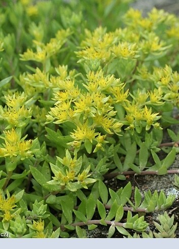 Sedum Sarmentosum