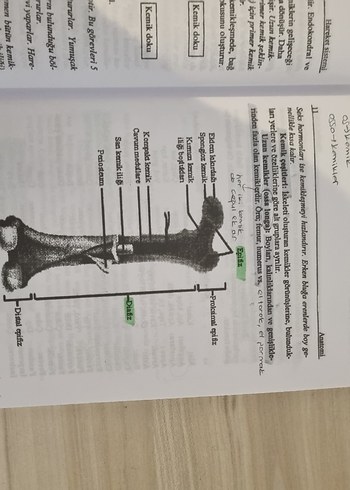 Beden Sağlık bilimleri için anatomi