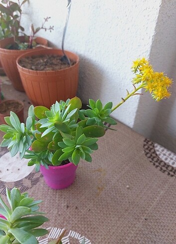 Beden Sedum palmeri sukulent