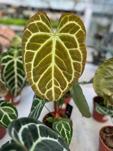 Beden Anthurium Clarinervium (İthal)
