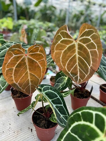 Anthurium Clarinervium (İthal)