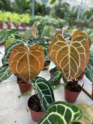 Diğer Anthurium Clarinervium (İthal)