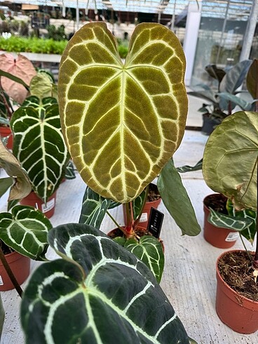Beden çeşitli Renk Anthurium Clarinervium (İthal)