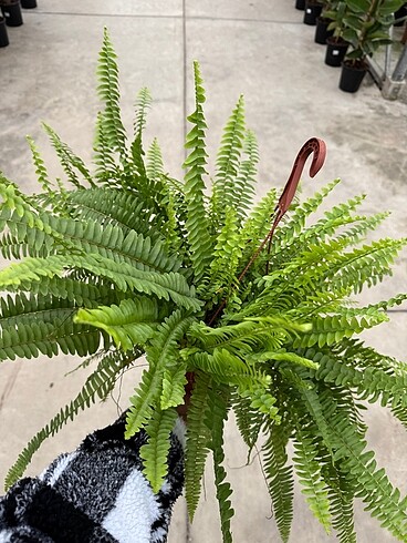 Nephrolepis Fujer ithal