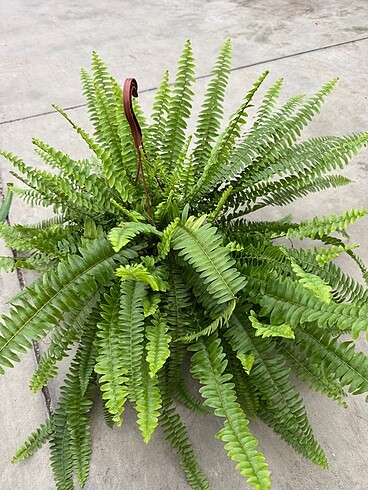 Beden çeşitli Renk Nephrolepis Fujer ithal